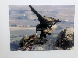 Exposición de aves de la comarca